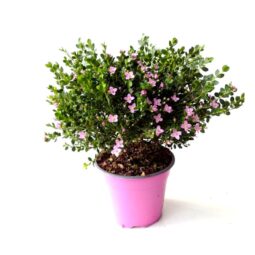 Piante mellifere: Boronia Crenulata, 20-30cm arbusto sempreverde