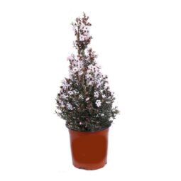 Piante mellifere: Manuka Leptospermum Scoparium, 60-80cm arbusto sempreverde