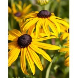 Piante mellifere: Rudbeckia Goldsturm, in vaso 10cm, pianta perenne