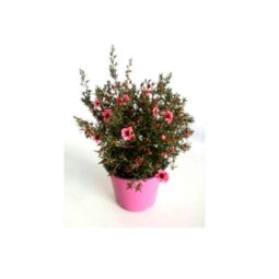 Piante mellifere: Manuka Leptospermum Scoparium, 10cm arbusto sempreverde