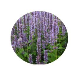Piante mellifere: Agastache Foeniculum "Issopo gigante blu" 15-20cm, erbacea perenne, foglie ebibili usate per tisane o the