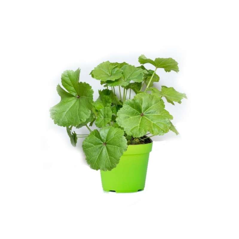 Piante mellifere: Malva Sylvestris, 20cm pianta erbacea