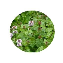 Piante mellifere: Mentha acquatica in vaso da 12cm, pianta perenne