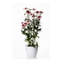 Piante mellifere: Echinacea, 10-15cm pianta perenne