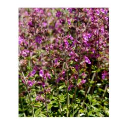Piante mellifere: Teucrium Lucidum, 20-30cm, cespuglio perenne