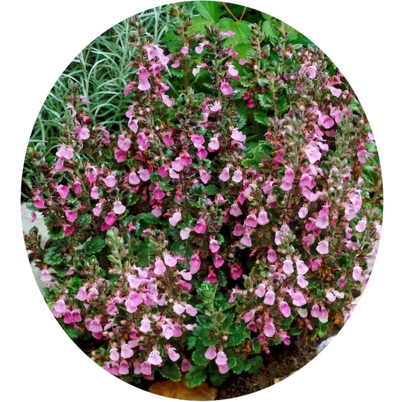 Piante mellifere: Teucrium Chamaedrys camedrino 10-15cm, arbusto perenne, costante fioritura estiva