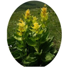 Piante mellifere: Genziana Maggiore 5-10cm