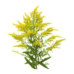 Piante mellifere: Solidago canadensis 15-20cm, arbusto molto elegante e resistente