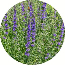 Piante mellifere: Hyssopus officinalis, ssp. Aristatus 20-25cm, perenne, spezia usata in cucina e liquori