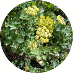 Piante mellifere: Levisticum Officinale, Sedano di monte 10-15cm, perenne, edibile