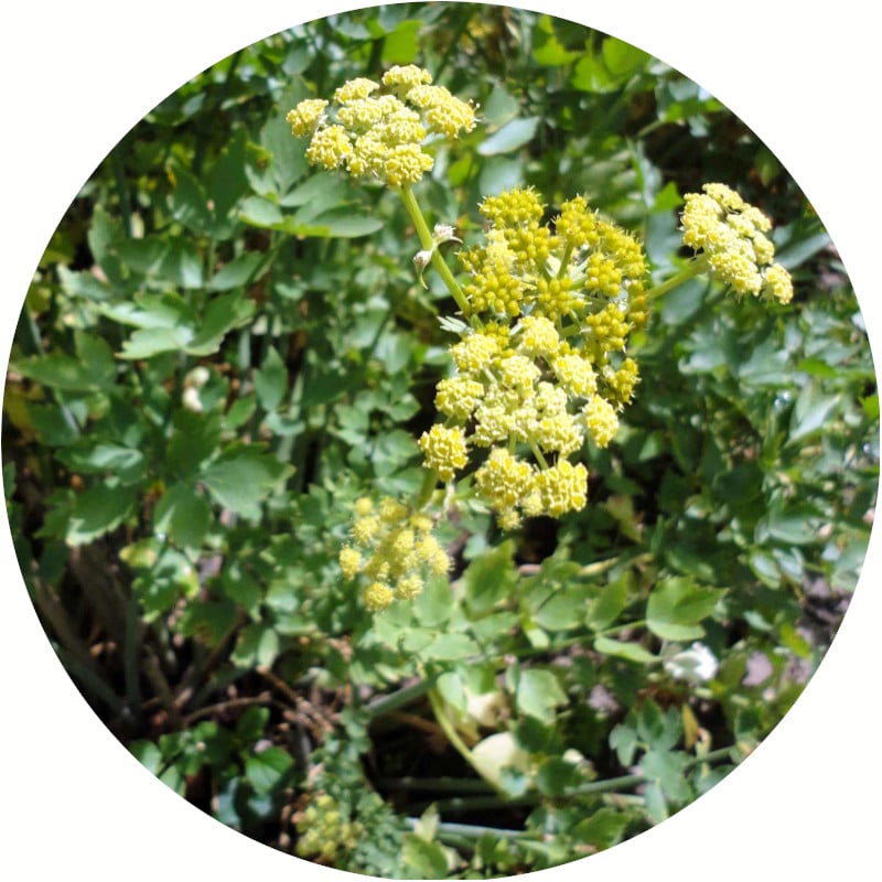 Piante mellifere: Levisticum Officinale, Sedano di monte 10-15cm, perenne, edibile
