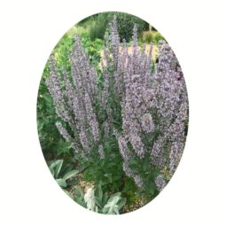 Piante mellifere: Nepeta nuda 15-20cm, erbacea perenne