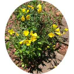 Piante mellifere: Oenothera Biennis 10-15cm,