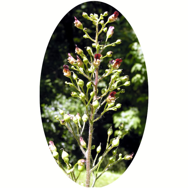 Piante mellifere: Castagnola, Scrophularia nodosa 15-20cm, erbacea perenne