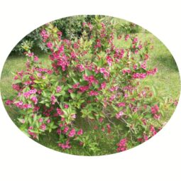 Piante mellifere: Weigela ssp. Diervilla Revularis 5-10cm, erbacea perenne