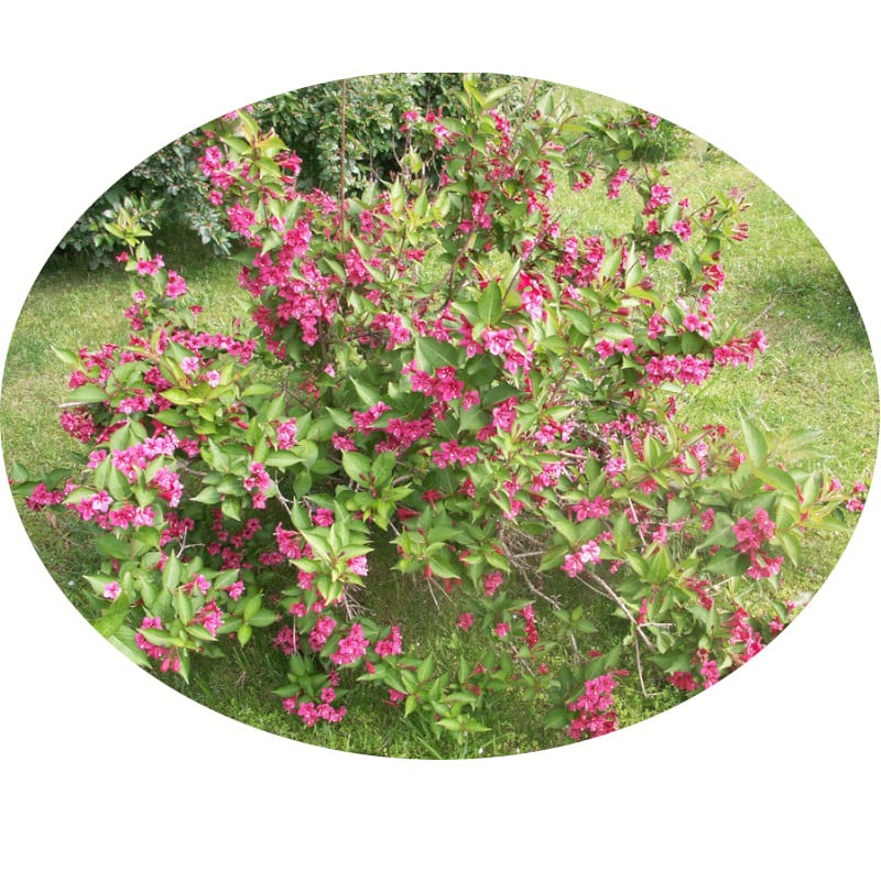 Piante mellifere: Weigela ssp. Diervilla Revularis 5-10cm, erbacea perenne