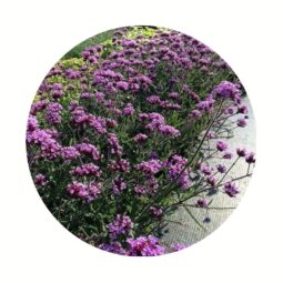 Piante mellifere: Verbena bonariensis "variet&agrave; Lollipop" 10-15cm, erbacea perenne, molto resistente