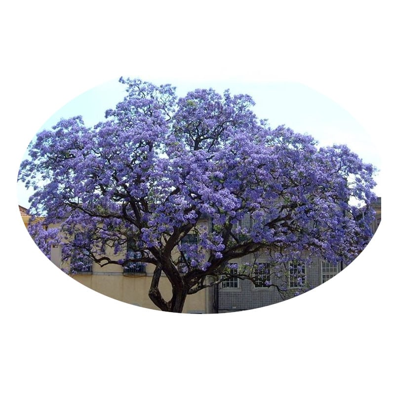 Piante mellifere: Paulownia tomentosa 5-10cm, color viola crescita velocissima, albero - immagine 2