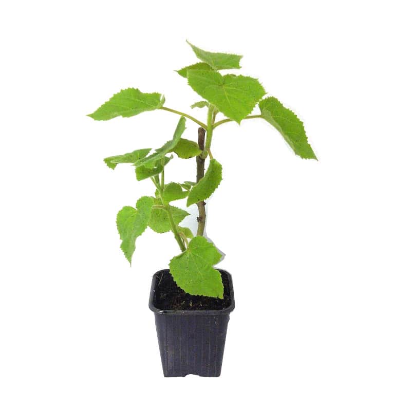 Piante mellifere: Paulownia tomentosa 5-10cm, color viola crescita velocissima, albero