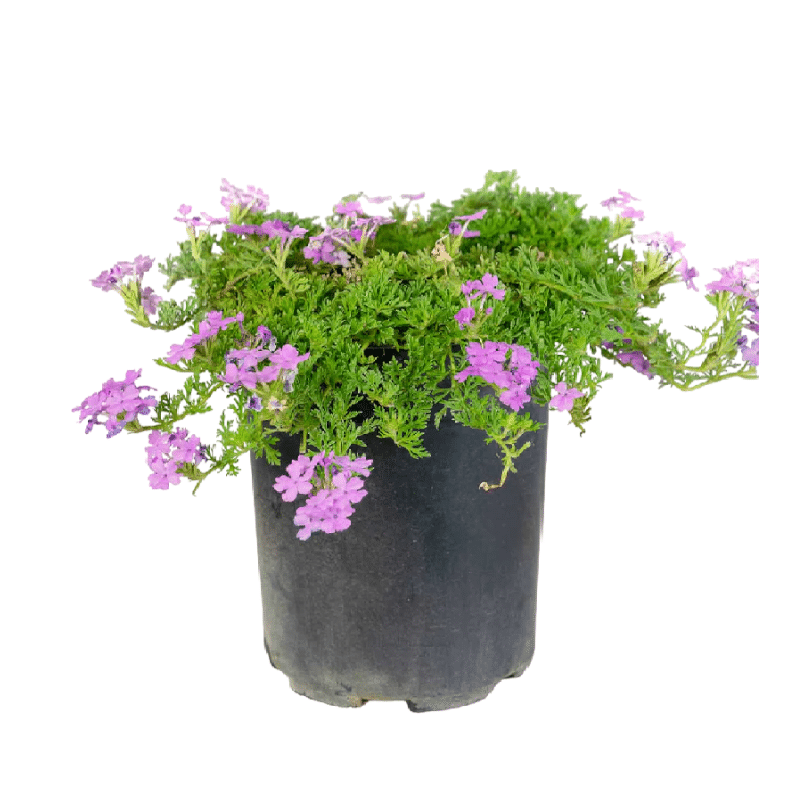 Piante mellifere: Verbena Ibrida, color violetto 05-10cm, erbacea perenne
