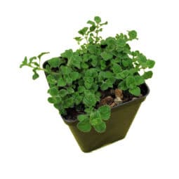 Piante mellifere: Calamintha Nepeta, mentuccia 5cm