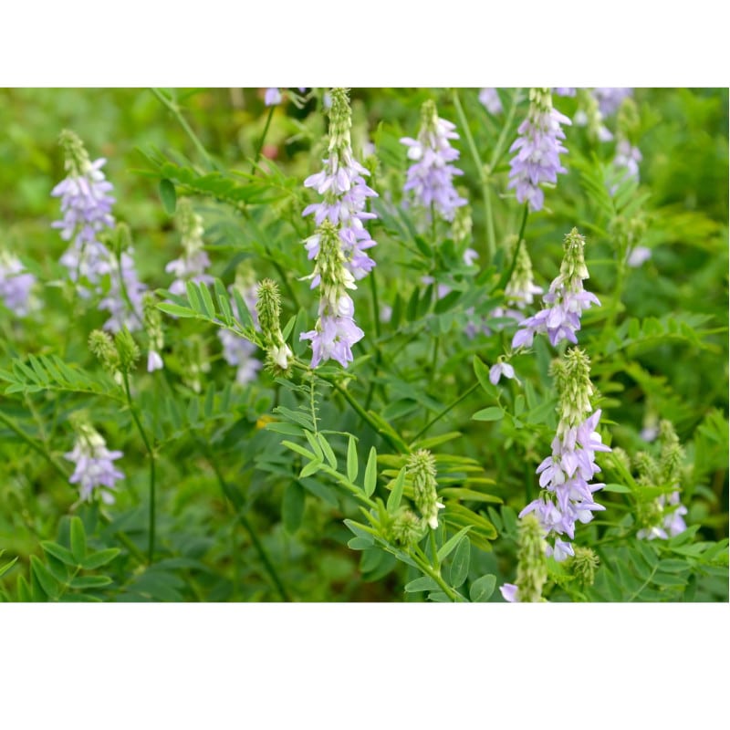Piante mellifere: Galega Officinalis 20cm