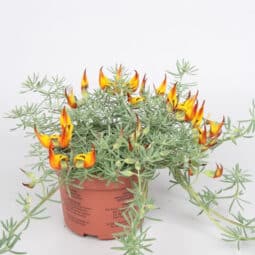 Piante mellifere: Lotus Corniculatus, ginestrino 20cm