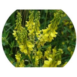 Piante mellifere: Melilotus Officinalis 18cm