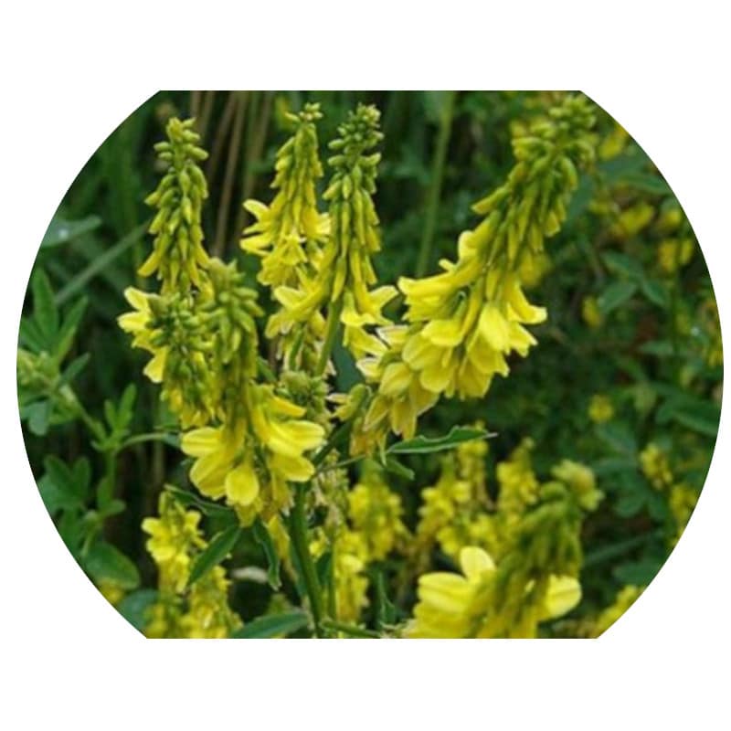 Piante mellifere: Melilotus Officinalis 18cm