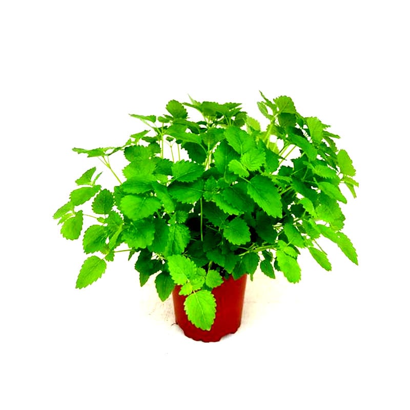 Piante mellifere: Melissa Officinalis 20cm