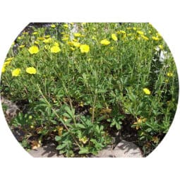 Piante mellifere: Potentilla Recta 20cm