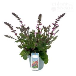 Piante mellifere: Salvia Pratensis 20cm