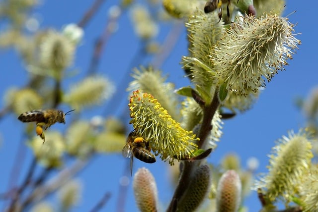 Anza Api Proteine Per Alimentazione Api: Perche Sono Importantissime